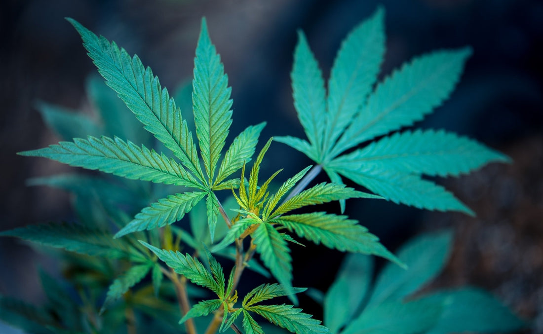Beginners Guide To "What Is Delta-8 THC?" - Erth Wellness