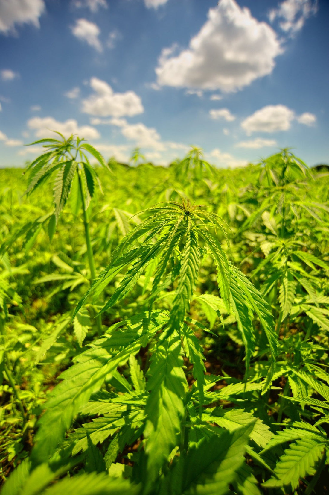 CBD Products With The Best Bioavailability - Erth Wellness