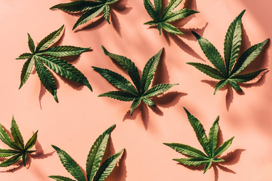 CBD vs. CBG vs. CBN: What Are They Good For? - Erth Wellness