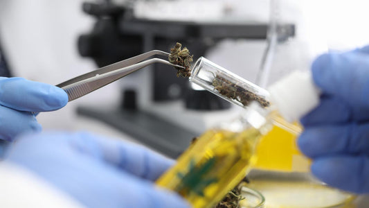 Delta-8: Best Cannabinoid for Staying Productive - Erth Wellness