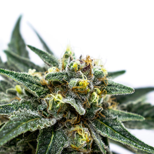 Does Delta 8 THC Help With Sleep? - Erth Wellness