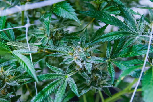 How Long Does HHC Stay In Your System? - Erth Wellness