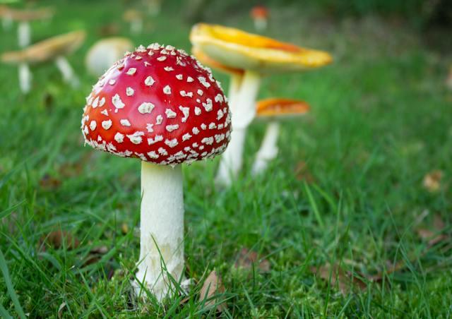 History of the Amanita Muscaria