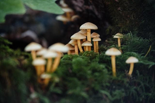 Which Shrooms Are Best for Microdosing?