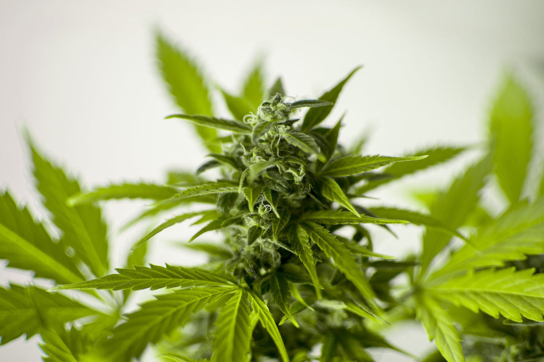 Ways to Use Hemp Flower at Home - Erth Wellness