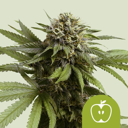 Royal Queen Seeds – Apple Fritter Auto Feminized Seeds (Sweet & Powerful Indica Auto)