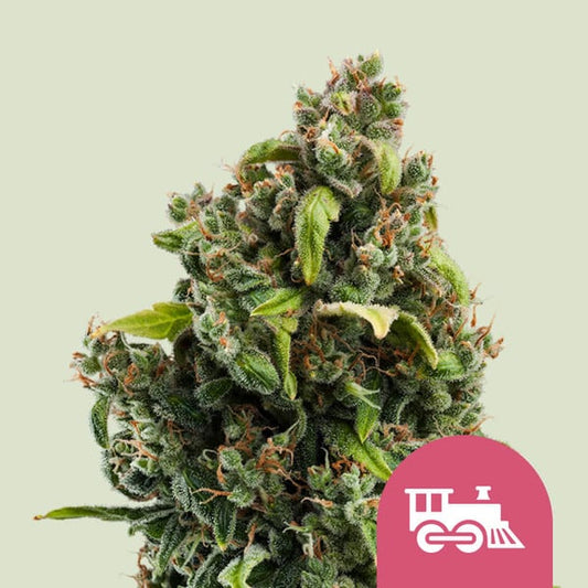 Royal Queen Seeds – Candy Kush Express (Fast Flowering) Feminized Seeds