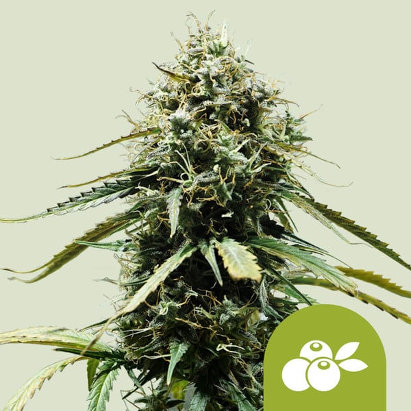 Royal Queen Seeds – Haze Berry Auto Feminized Seeds (Blue Dream–Inspired Sativa Auto)