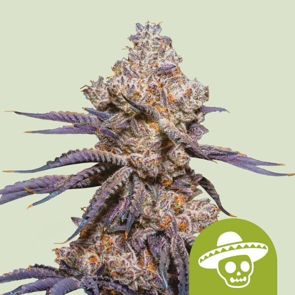 Royal Queen Seeds – Mexican Rush Auto Feminized Seeds (Heritage Sativa Autoflower)