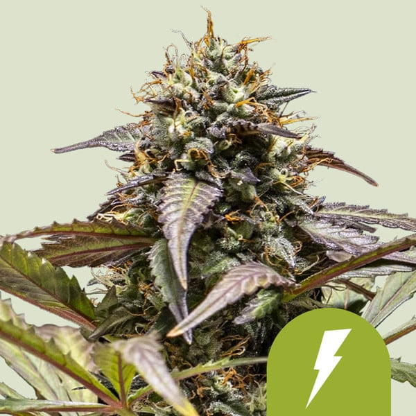 Royal Queen Seeds – North Thunderfuck Auto Feminized Seeds (Powerful Hybrid Autoflower)