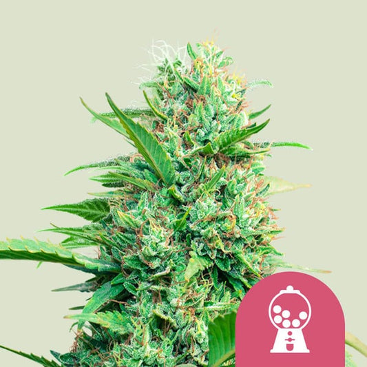 Royal Queen Seeds – Pink Runtz Feminized Seeds (Candy-Sweet Hybrid)