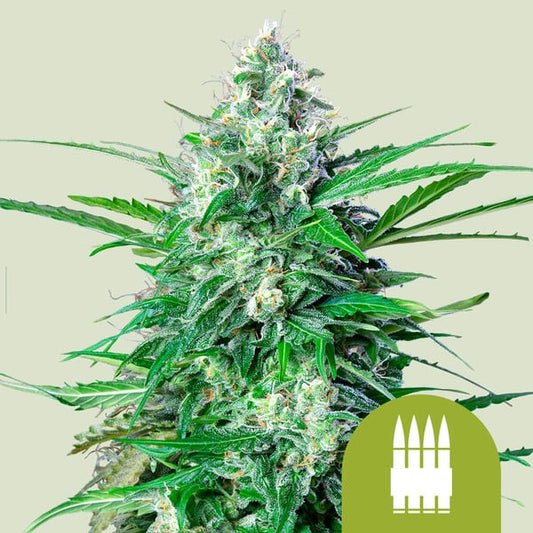 Royal Queen Seeds – Royal AK Auto Feminized Seeds (Giggly Hybrid Autoflower)