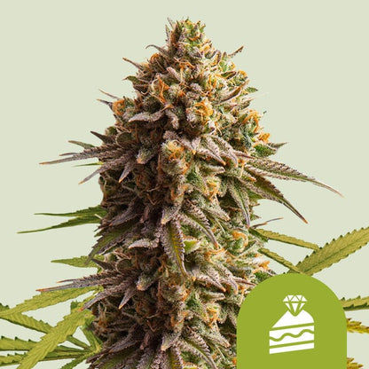 Royal Queen Seeds – Wedding Cake Auto Feminized Seeds (Dessert-Inspired Indica Auto)